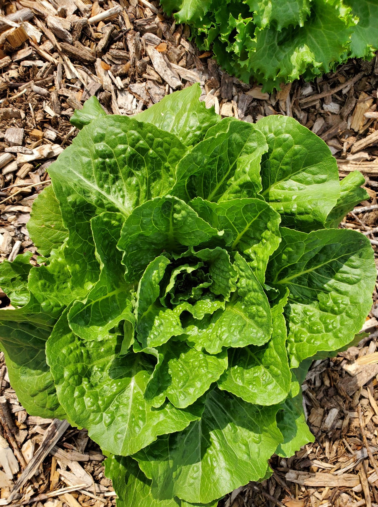 MB Heritage Early Romaine Lettuce