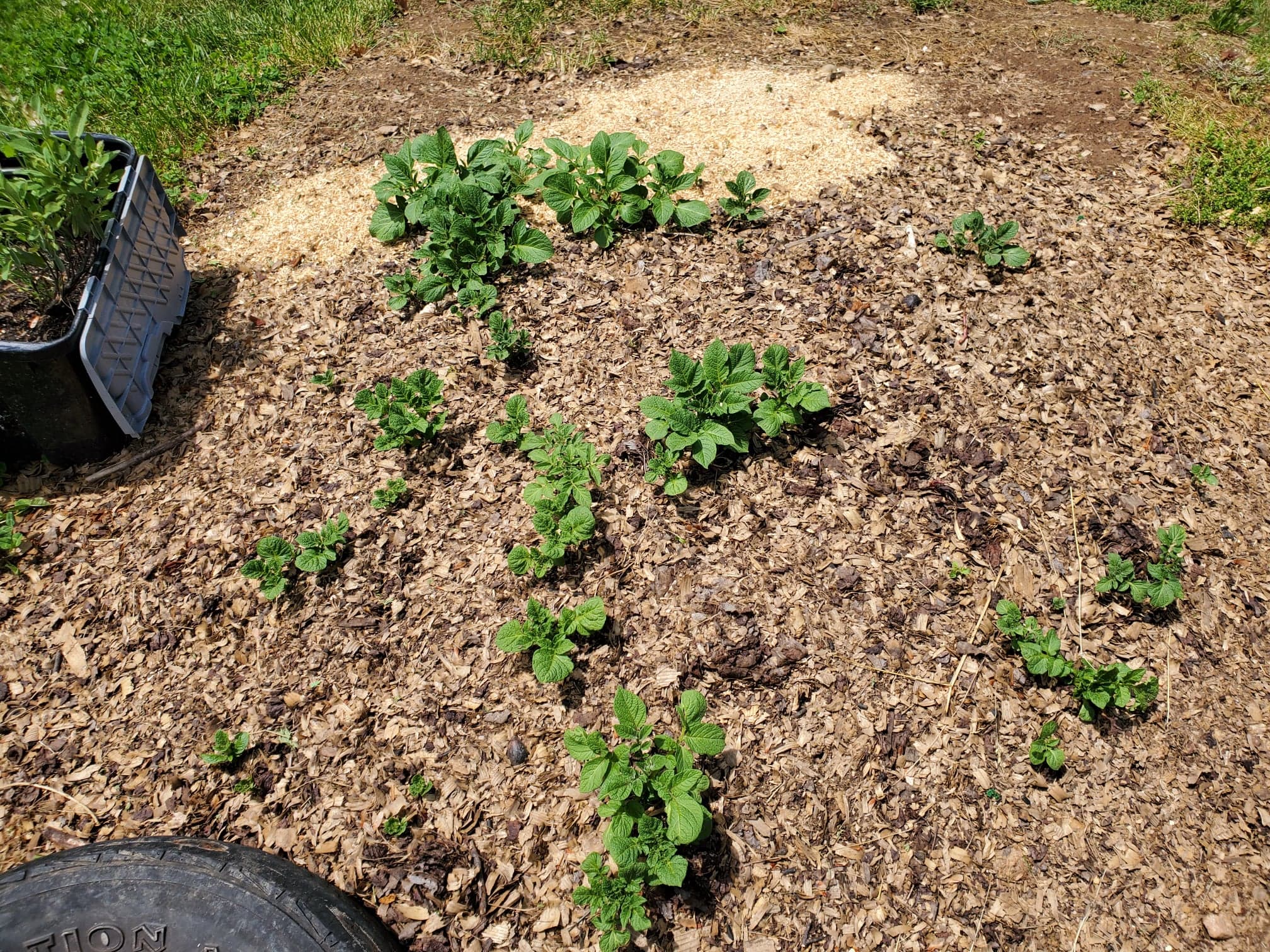 Compost Taters