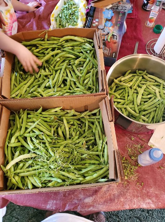 MB Heritage Green Beans